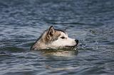 ALASKAN MALAMUTE 660